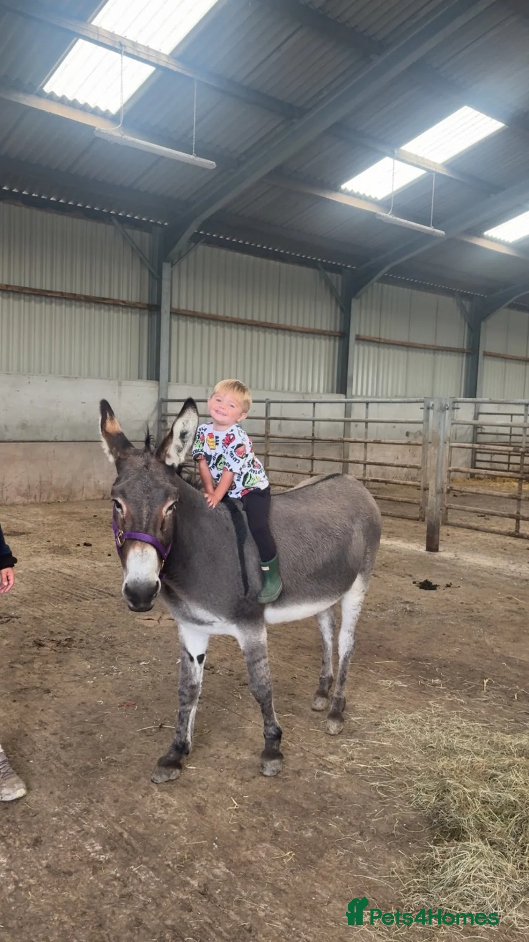 Donkey livestock for sale: Gorgeous donkeys Gail and Mary - Advert 2
