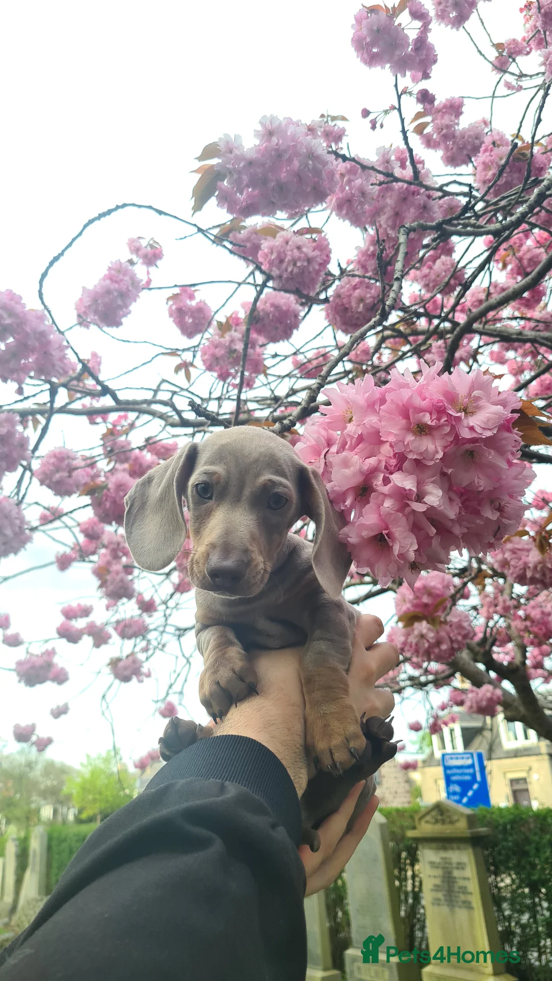 Miniature Dachshund dogs for stud: Stud dog available for studding - Advert 21