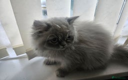 Persian cats for sale: Blue point Persian kitten - Image 2