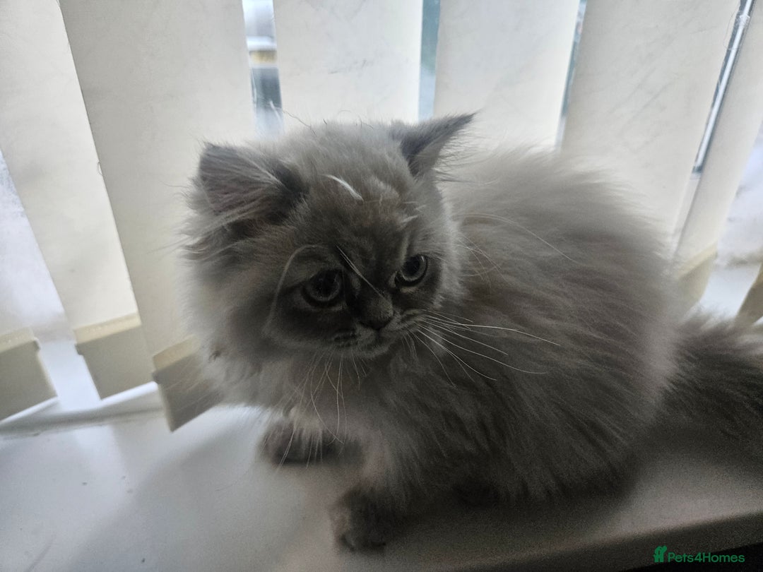 Persian cats for sale: Blue point Persian kitten - Image 2