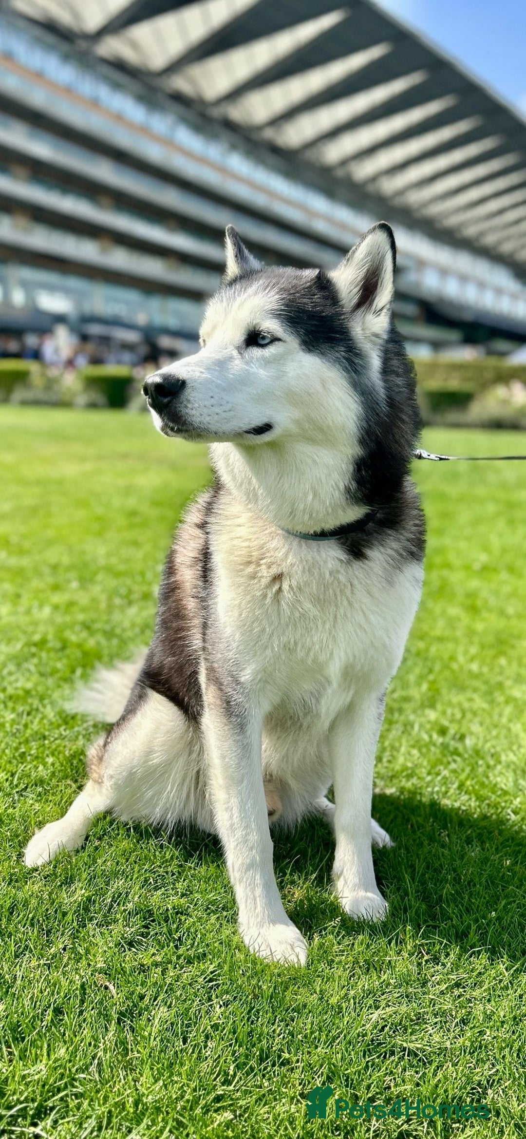 Siberian Husky dogs for stud: Siberian Husky Stud - Image 4