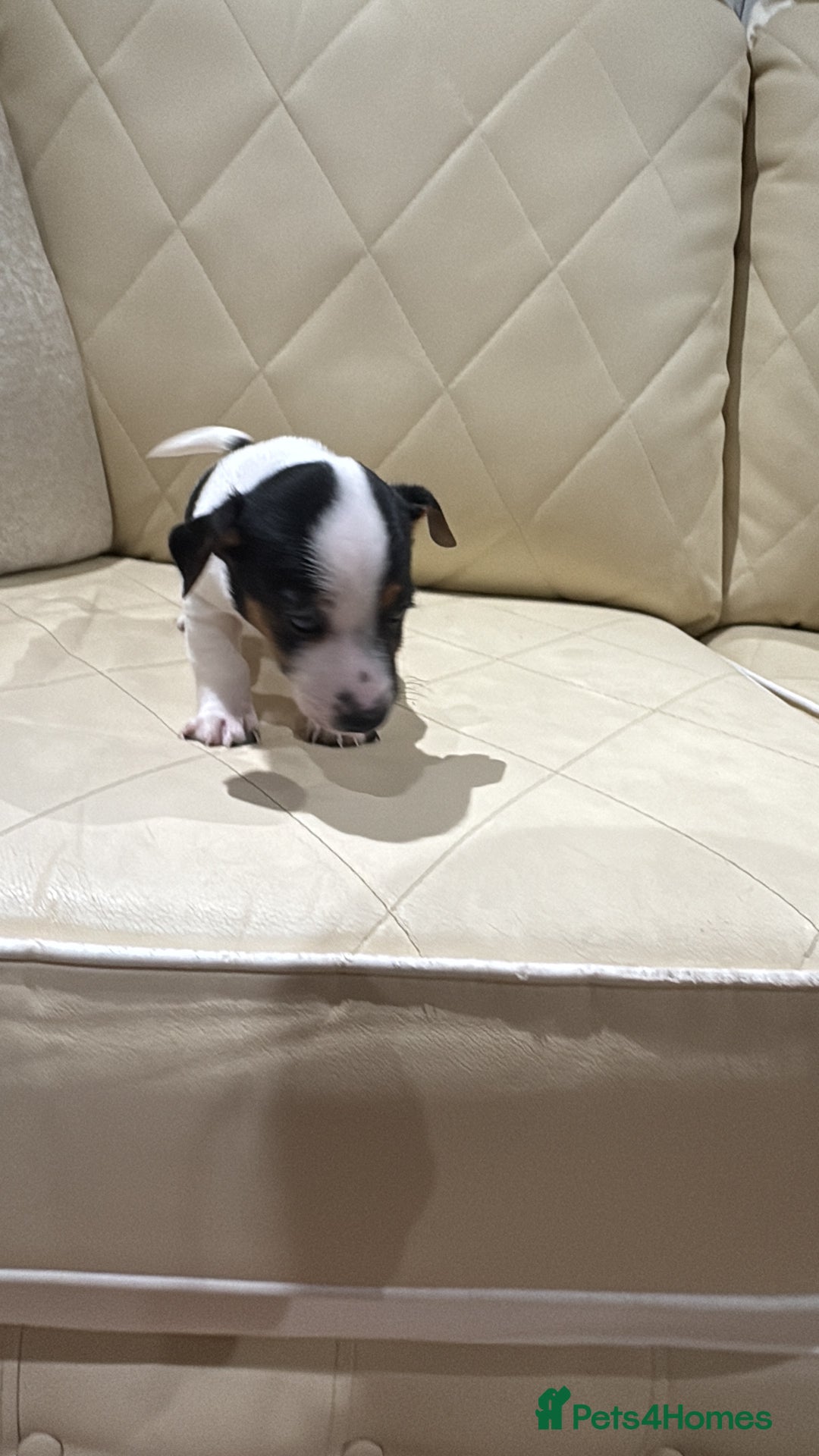 Jack Russell dogs for sale: Jack Russell - Advert 13