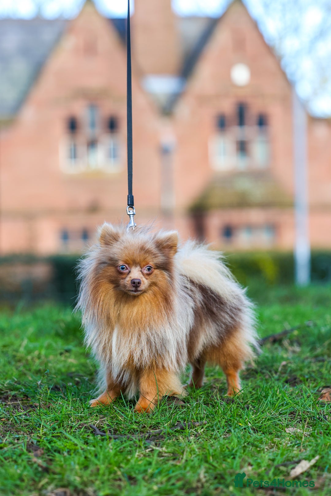 Pomeranian dogs for stud: Sheehan lord for stud in Liverpool - Advert 2