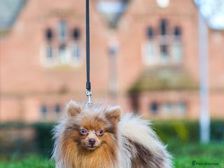 Pomeranian dogs Sheehan lord for stud in Liverpool - Advert 1