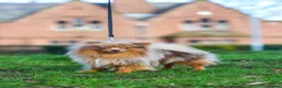 Pomeranian dogs for stud: Sheehan lord for stud in Liverpool - Advert 2