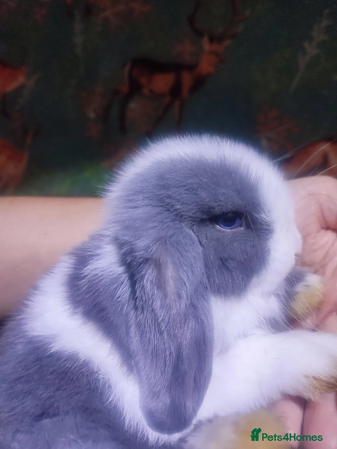 Mini Lop rabbits for sale: Baby Mini Lops - Advert 2