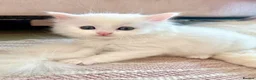 Siberian cats for sale: Fluffy kittens  - Advert 13