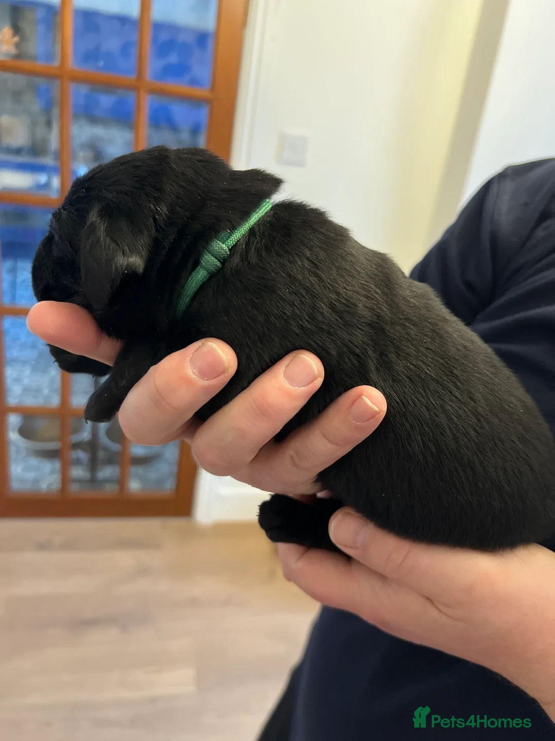 Labrador Retriever dogs for sale: Adorable Labrador  - Advert 7