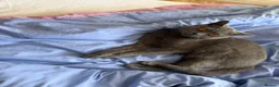 British Shorthair cats for sale: Grey British shorthair  - Advert 1
