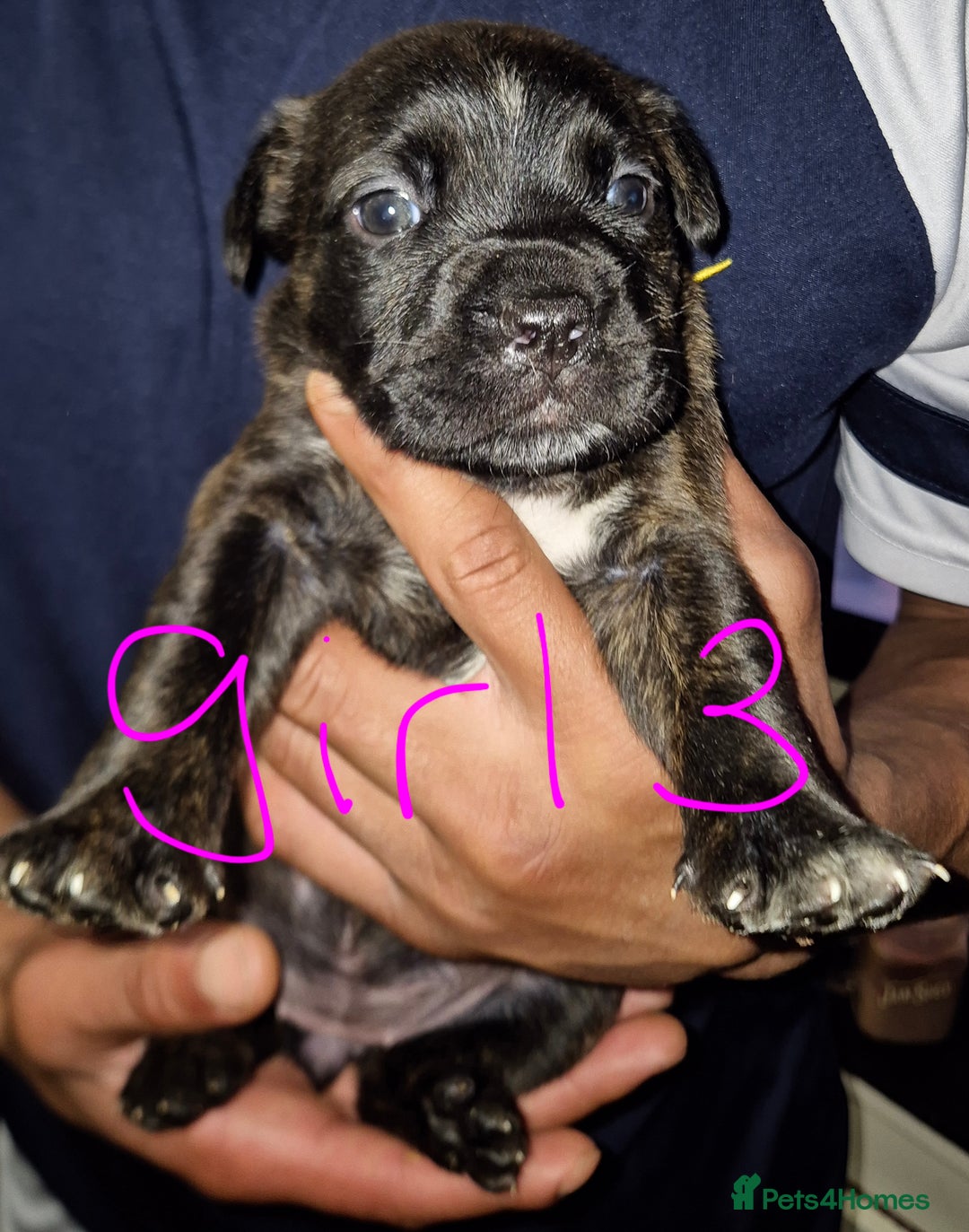 Mixed Breed dogs for sale: 10 beautiful cane corso cross bullmastiff puppies - Image 3