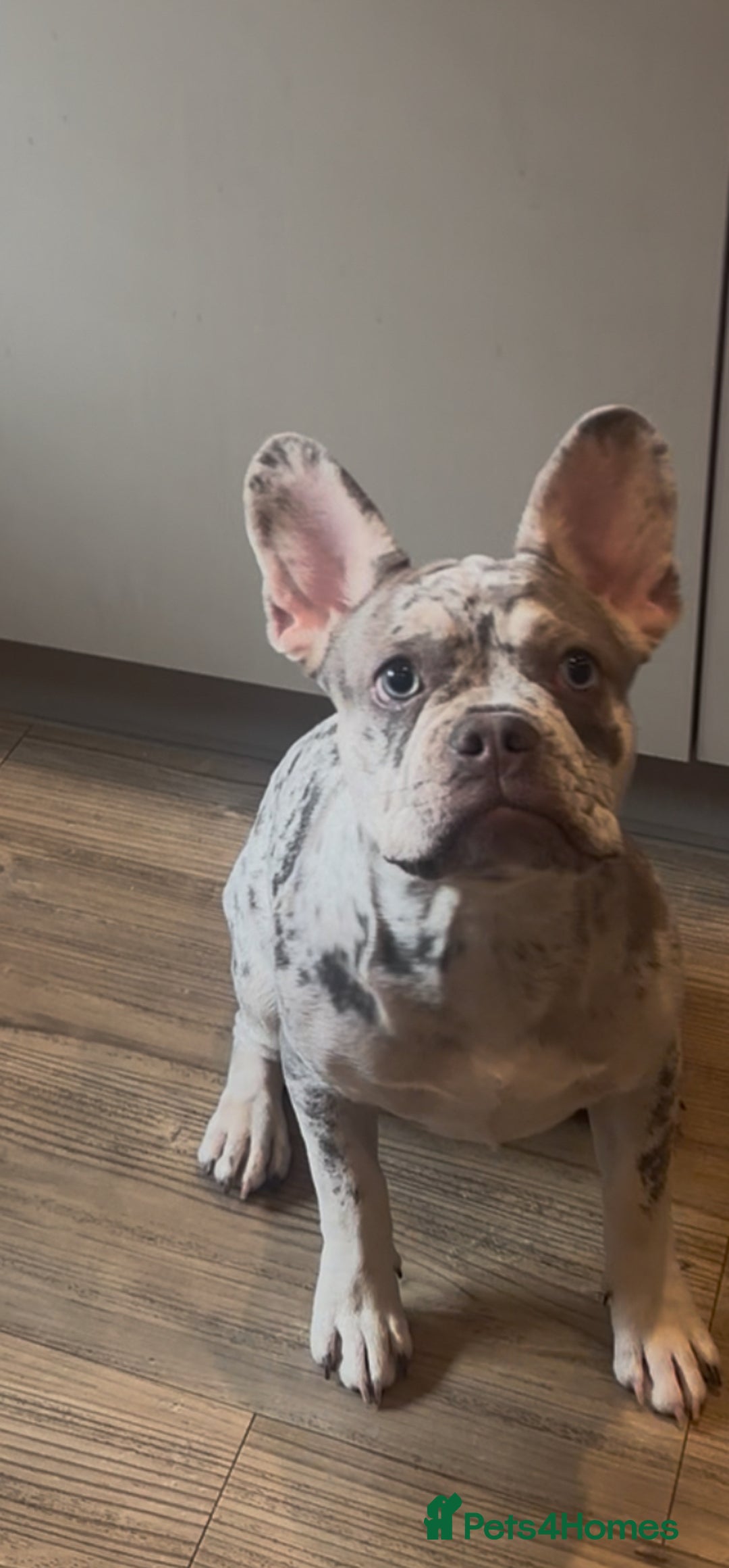 French Bulldog dogs for sale: Merle French bulldog  - Advert 7