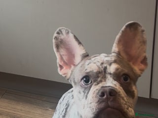 French Bulldog dogs Merle French bulldog puppy - Advert 1