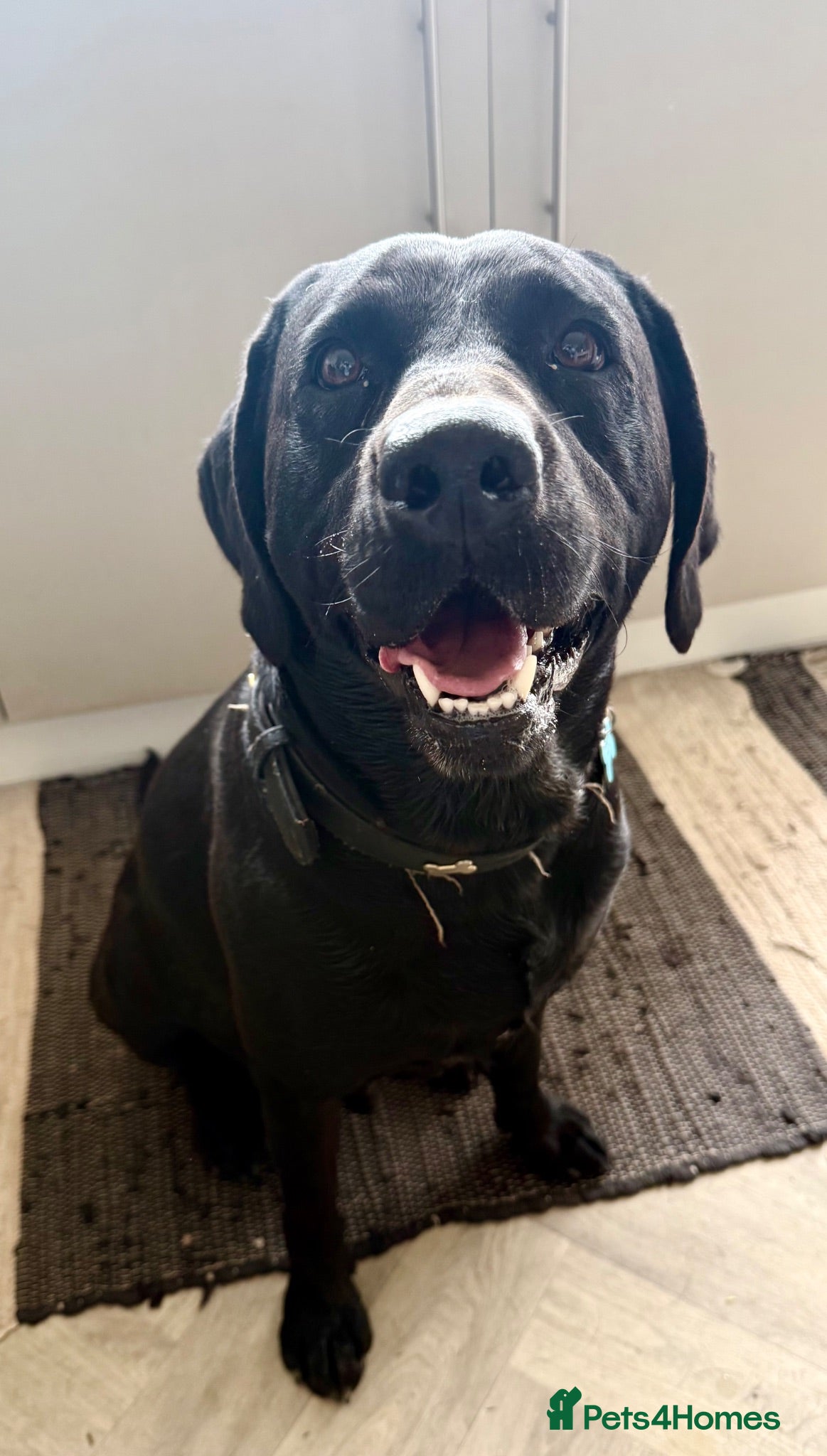 Labrador Retriever dogs 4 Year Old Labrador Retriever  - Advert 1