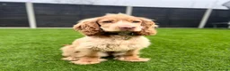 Cocker Spaniel dogs for sale: 21 Month Cocker Spaniel in Fleet - Advert 13