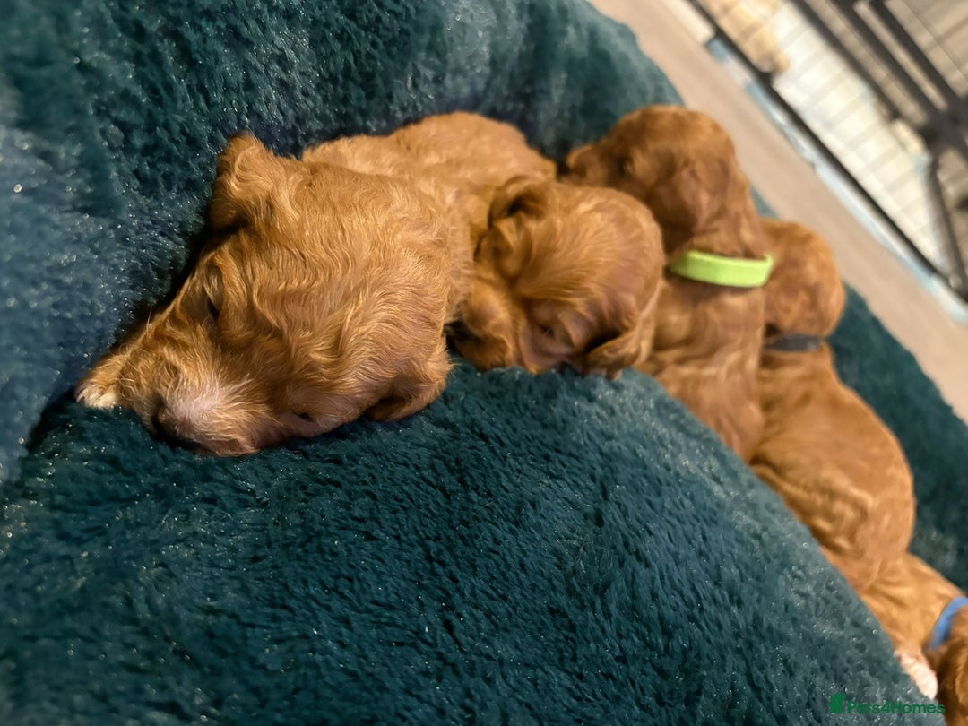 Cavapoo dogs for sale: Gorgeous and adorable F1b toy cavapoo puppies  - Image 9