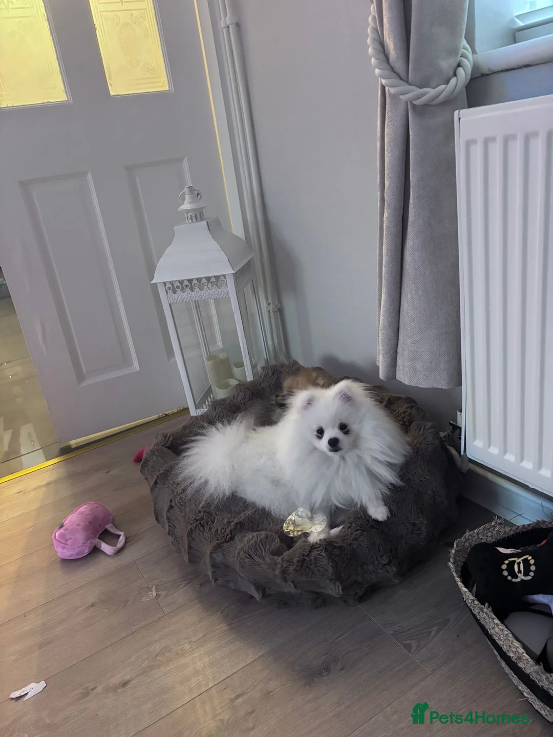 Pomeranian dogs for sale: Pomeranian Boy  - Advert 2