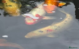 Koi Carp fish for sale: Complete Koi carp set up for sale - Image 16