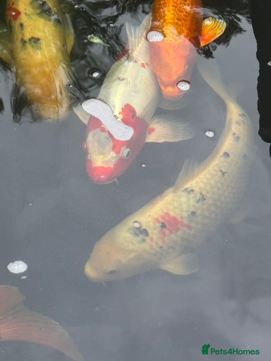 Koi Carp fish for sale: Complete Koi carp set up for sale - Image 16