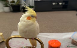 Cockatiels birds for sale: cockatiel bird - Image 1