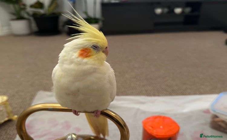 Cockatiels birds for sale - Advert 1