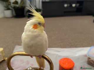 Cockatiels birds - Advert 16