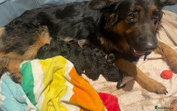 German Shepherd dogs for sale: German Shepherd puppies for sale (Full Pedigree) - Image 26