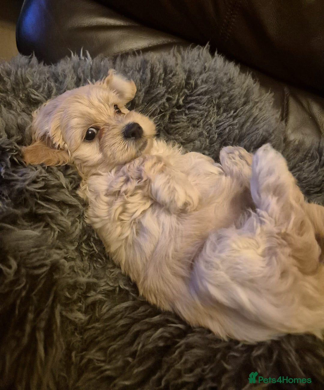 Mixed Breed dogs for sale: Mixed Breed PUppies - Advert 16