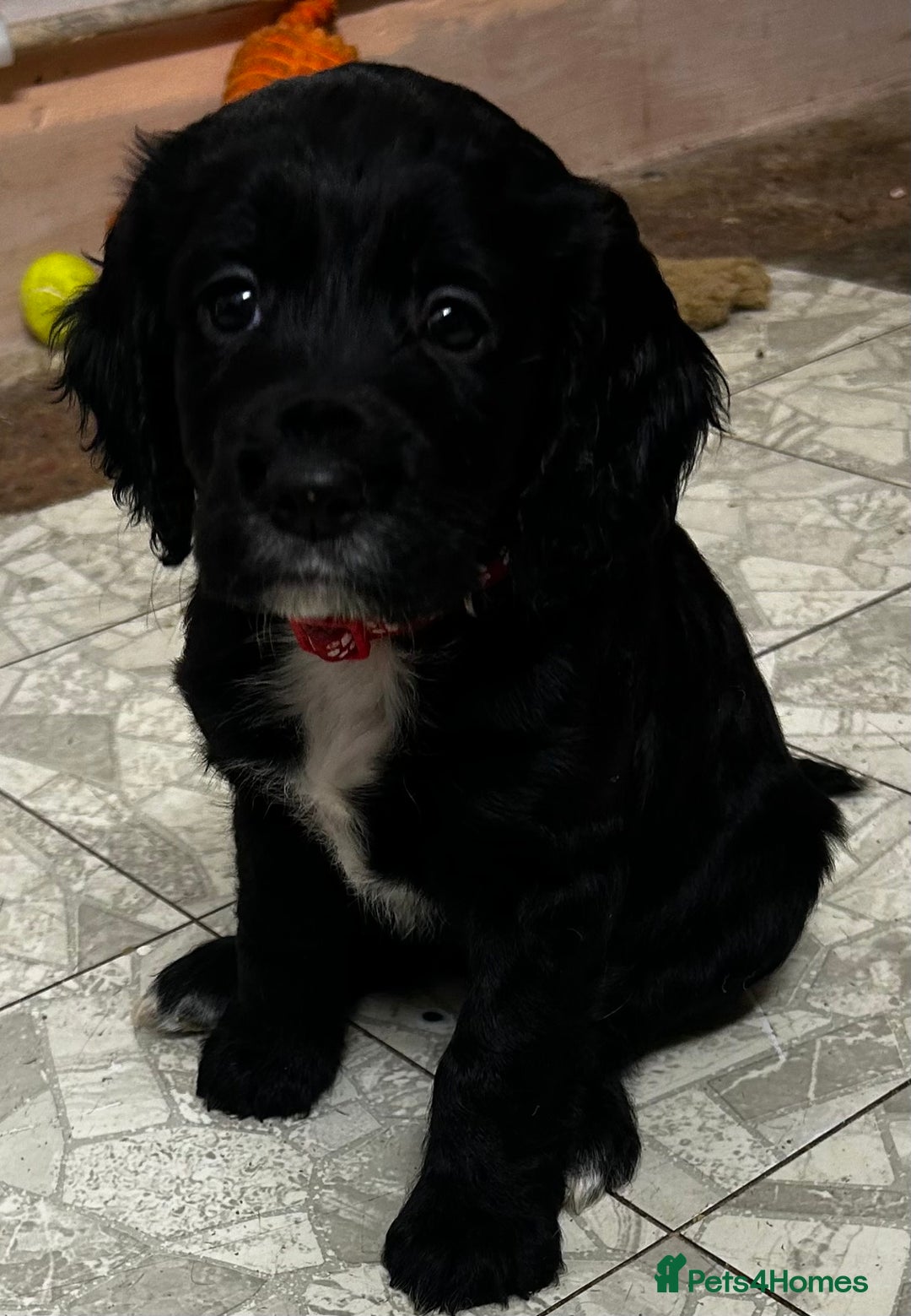 Cocker Spaniel dogs for sale: ✨ Cuddles Await from our Cocker Spaniel Pups  - Advert 12