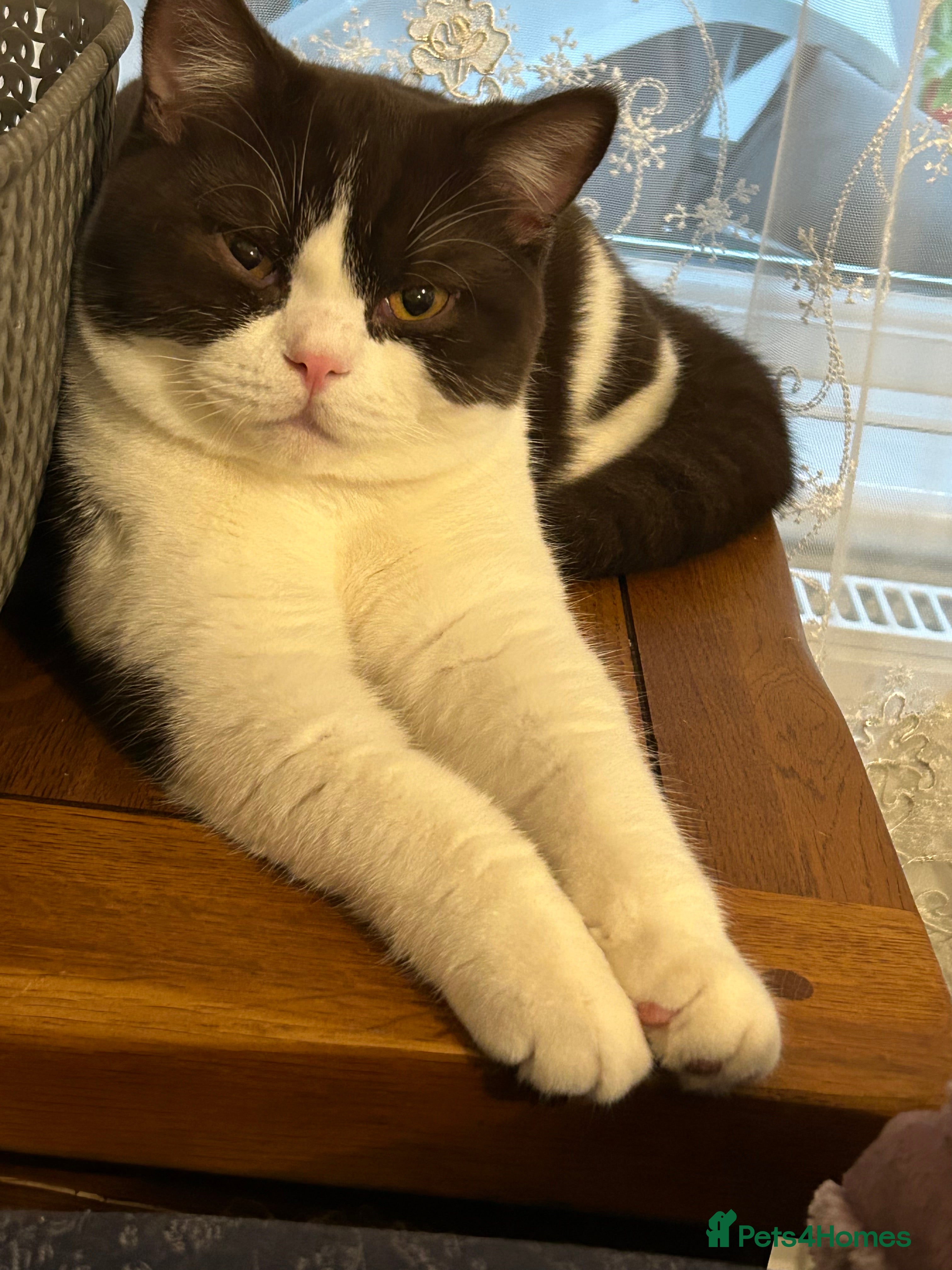 British Shorthair cats 💙BSH bicolor chocolate boy💙 - Advert 4