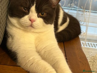 British Shorthair cats 💙BSH bicolor chocolate boy💙 - Advert 1