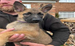 Mixed Breed dogs for sale: Czech shepherd x Belgium malinois - Image 13