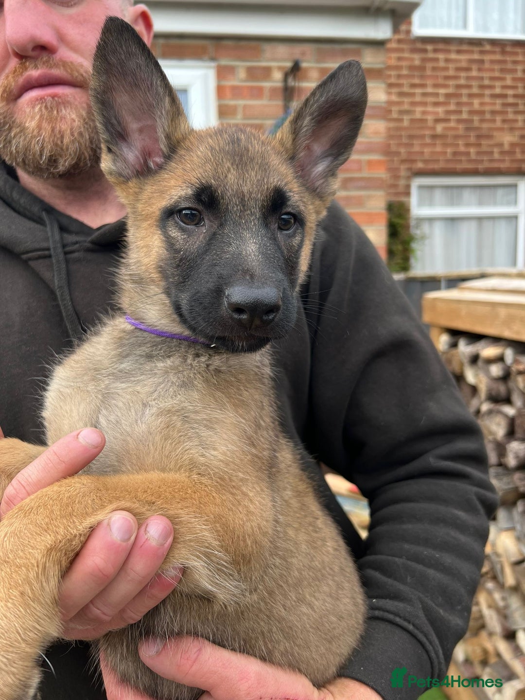 Mixed Breed dogs for sale: Czech shepherd x Belgium malinois - Image 13