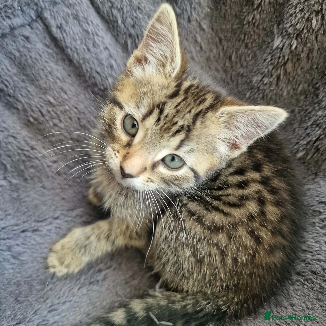 Mixed Breed cats for sale: Tabby Kitten Looking for forever home - Advert 1