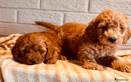 Cockapoo dogs for sale: Cockapoos Toy pra clear  - Image 3