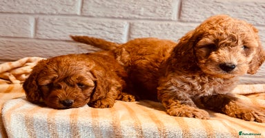 Cockapoo dogs - Advert 3