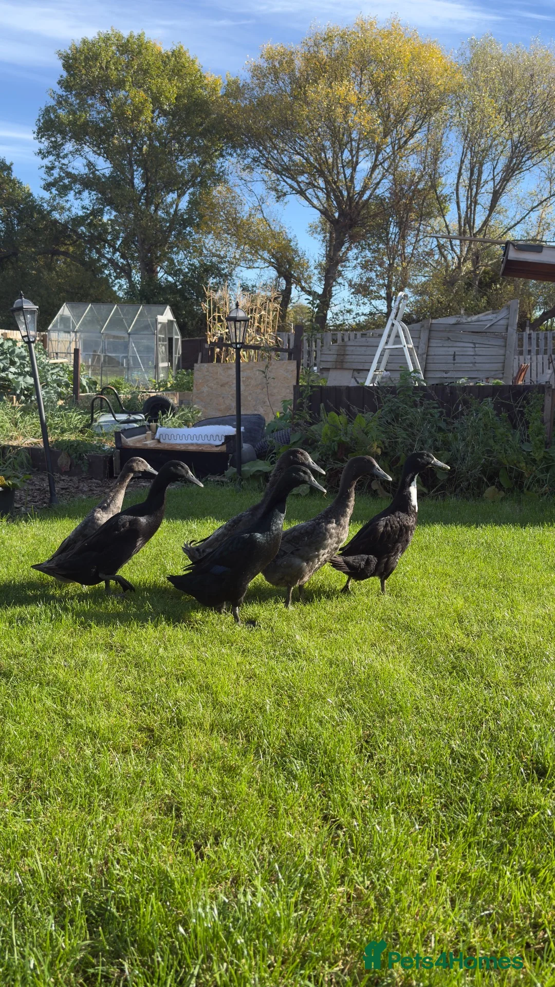 Ducks poultry for sale: Runner cross Cayuga ducks - Advert 2