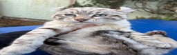 Savannah cats for sale: Superb snow leopard male  - Advert 15