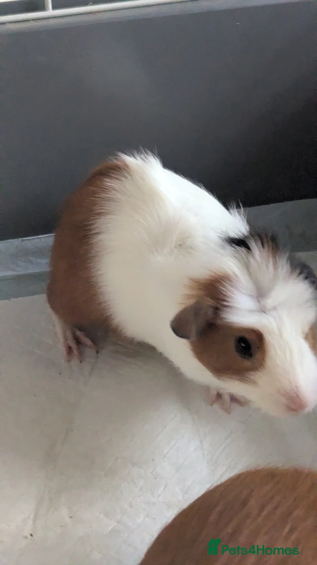 Guinea Pig rodents for sale: Pretty baby guinea pigs  - Advert 1