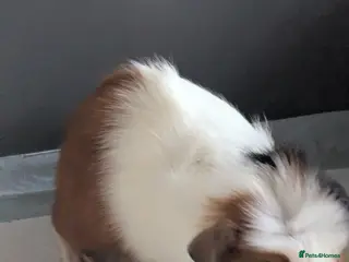 Guinea Pig rodents Pretty baby guinea pigs - Advert 1