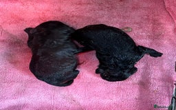 Bernedoodle dogs for sale: f1 St Berdoodle Pups - Image 7
