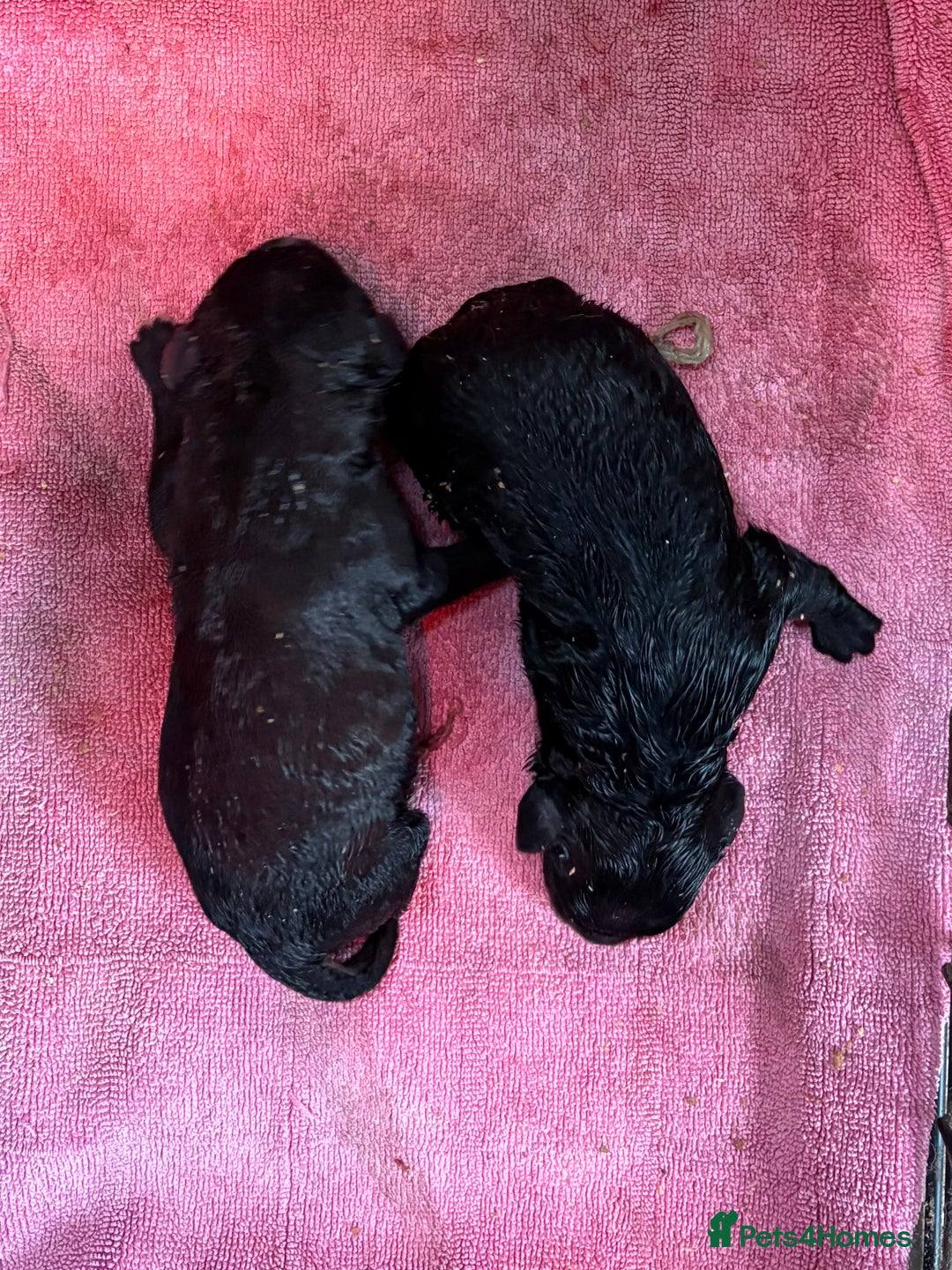Bernedoodle dogs for sale: f1 St Berdoodle Pups - Image 7