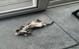 Mixed Breed cats for sale: cute kitten fast rehoming  (free) - Image 5