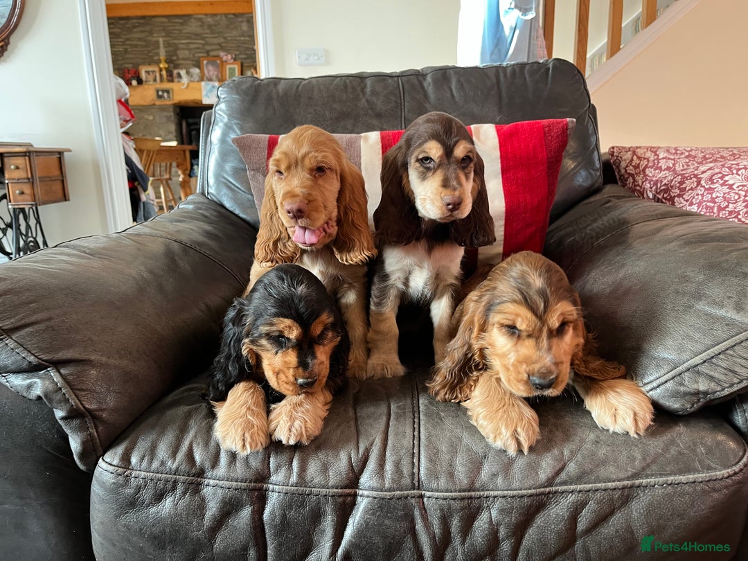 Cocker Spaniel dogs for sale: Health tested KC reg low co eff show type cockers - Advert 1
