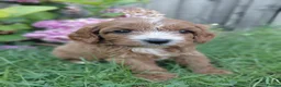 Cavapoo dogs for sale: Stunning f1 cavapoos - Advert 8