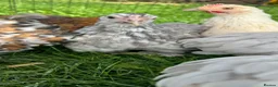 Chickens poultry for sale: Gorgeous Pekin chicks  - Advert 6
