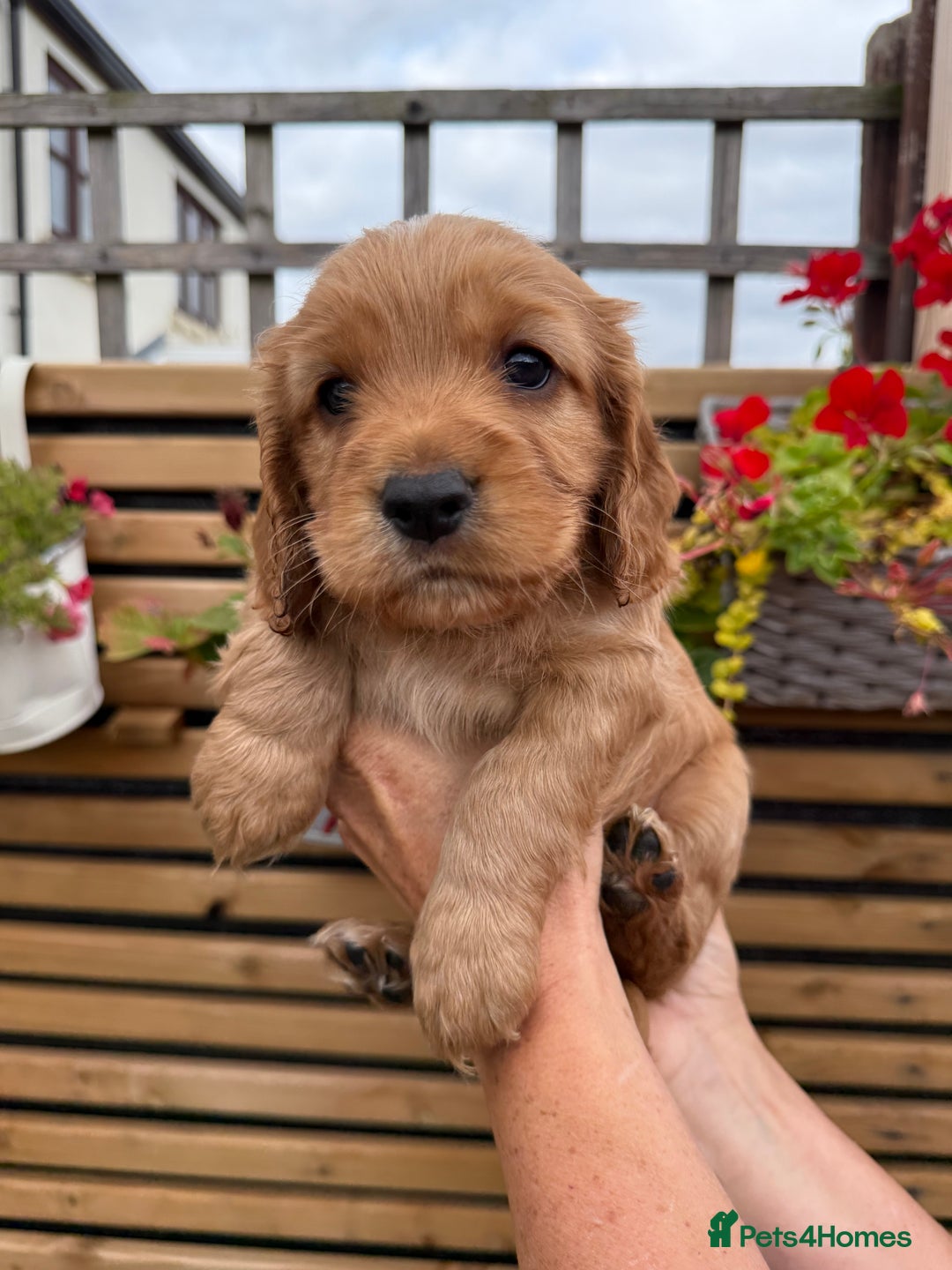 Cocker Spaniel dogs for sale: Stunning KC registered Working Cocker Spaniels  - Image 3