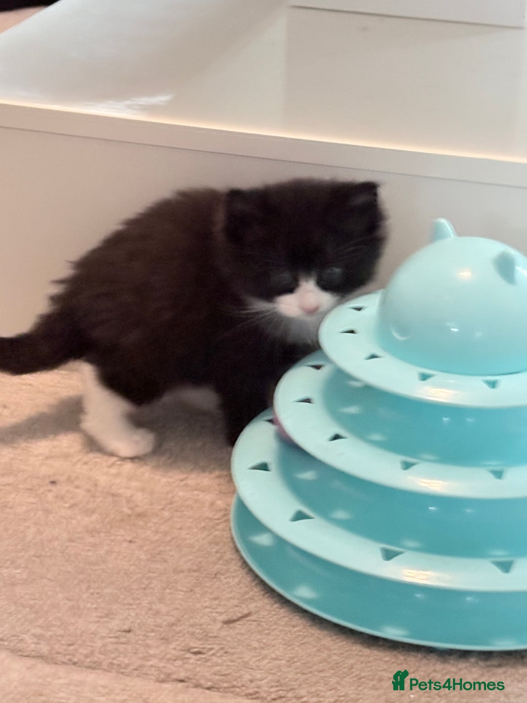 Mixed Breed cats for sale: Beautiful mix breed kittens - Advert 14