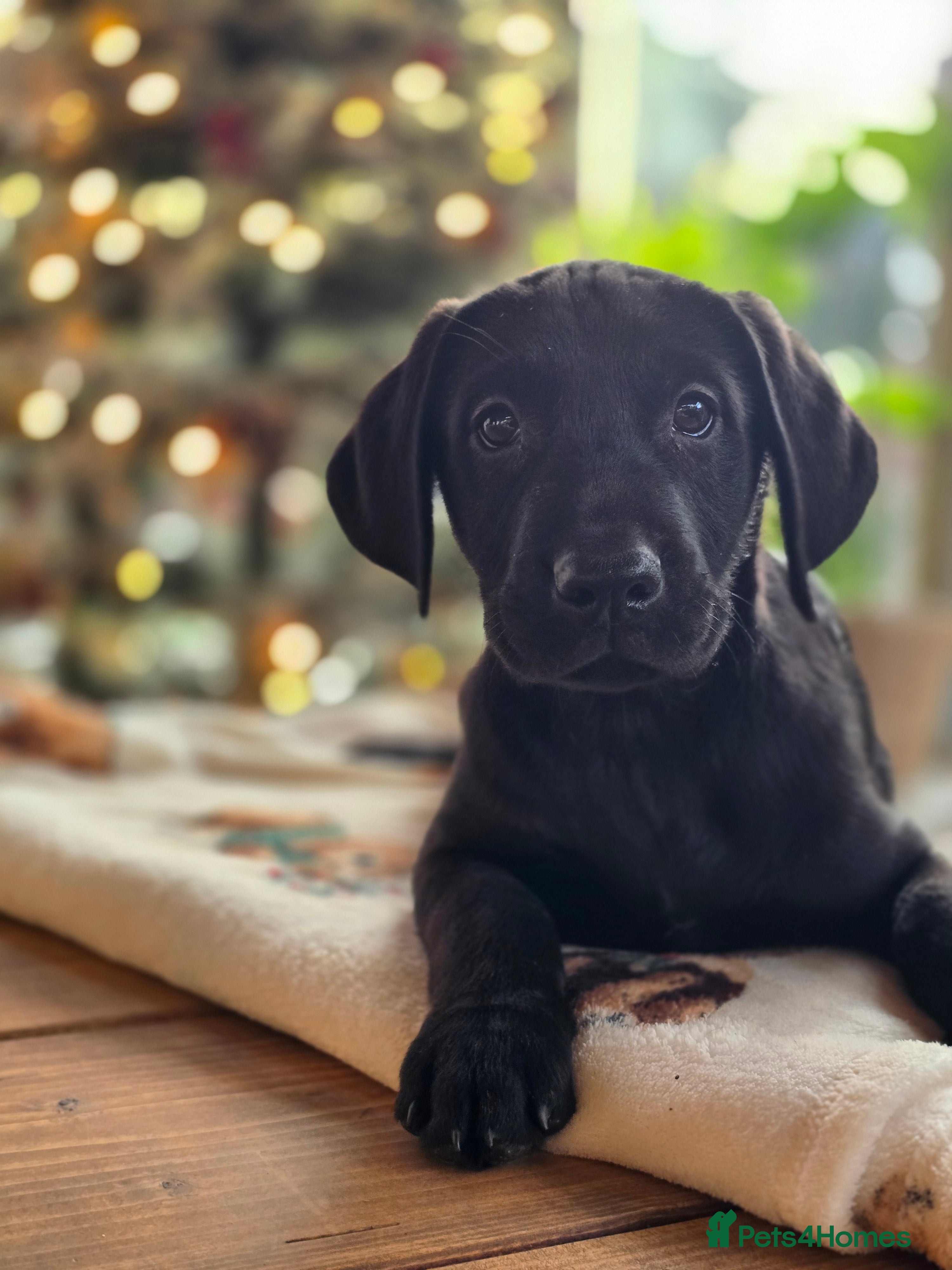 Labrador Retriever dogs One black boy looking for his forever family - Advert 1