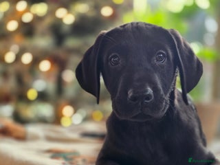 Labrador Retriever dogs One black boy looking for his forever family - Advert 1