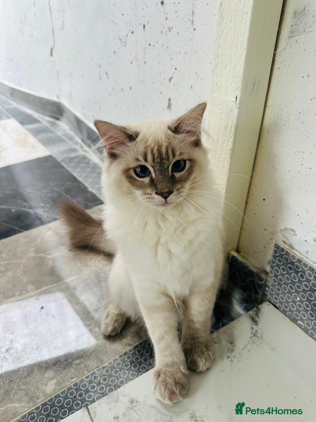 Ragdoll cats for sale: GCCF full pedigree ragdoll kittens  - Image 7